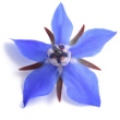 BORAGE SEED OIL