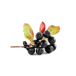 CHOKEBERRY (ARONIA) SEED OIL