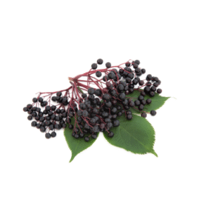 ELDERBERRY SEED OIL