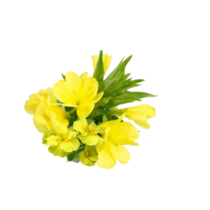 EVENING PRIMROSE OIL