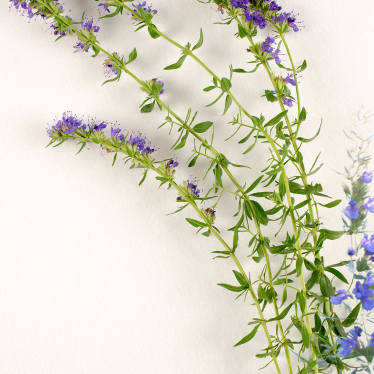 HYSSOP ESSENTIAL OIL