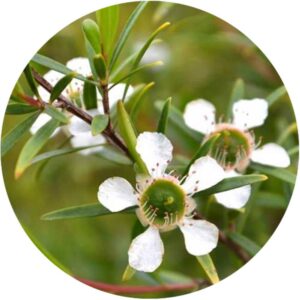 LEMON TEA TREE ESSENTIAL OIL