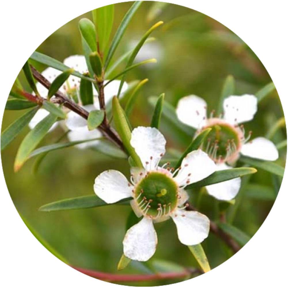 LEMON TEA TREE ESSENTIAL OIL