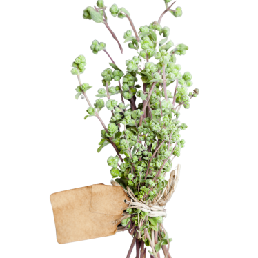 MARJORAM SPANISH ESSENTIAL OIL