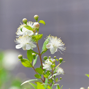 MYRTLE ESSENTIAL OIL