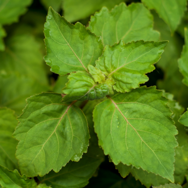 PATCHOULI ESSENTIAL OIL