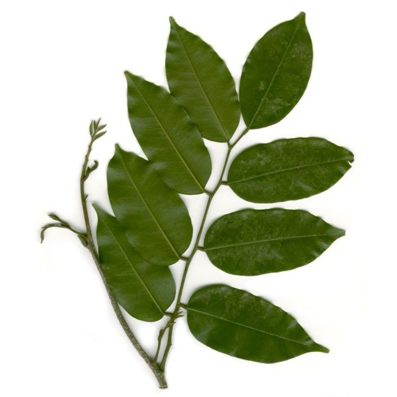 TOLU BALSAM ESSENTIAL OIL
