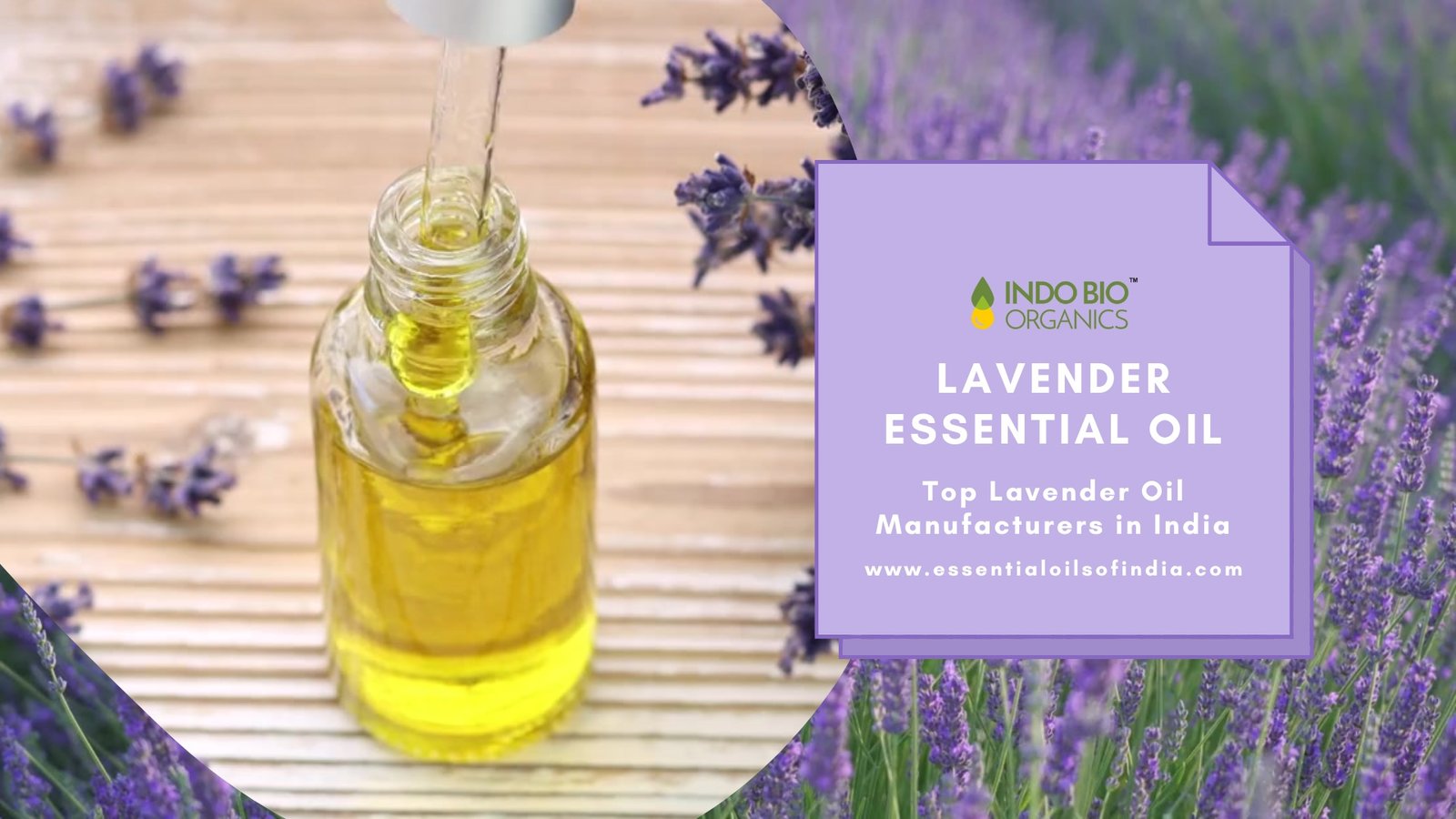 Top Lavender Oil Manufacturers in India