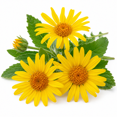 ARNICA OIL