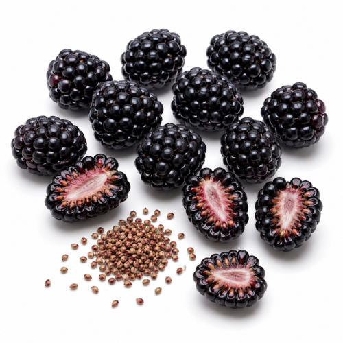 BLACKBERRY SEED OIL
