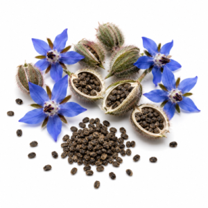 BORAGE SEED OIL