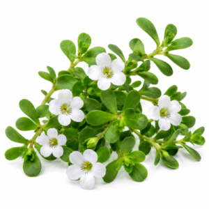 BRAHMI (BACOPA) OIL
