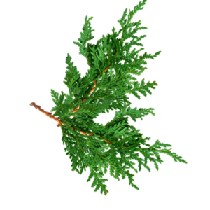 CEDAR LEAF ESSENTIAL OIL