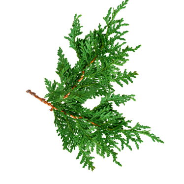 CEDAR LEAF ESSENTIAL OIL