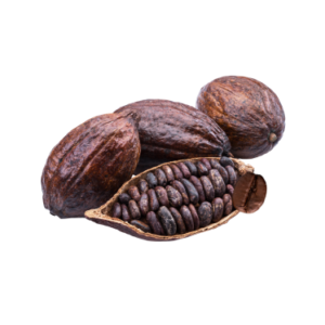 COCOA BEAN OIL