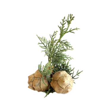 CYPRESS ESSENTIAL OIL