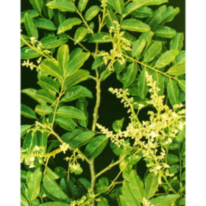 CABREUVA ESSENTIAL OIL