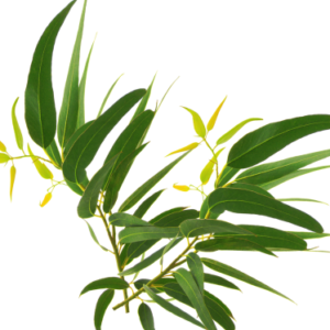 EUCALYPTUS CITRIODORA ESSENTIAL OIL