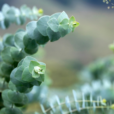 EUCALYPTUS ESSENTIAL OIL (80%)