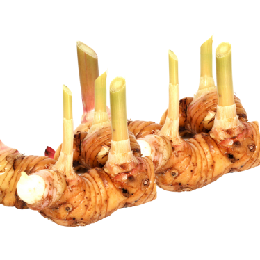 GALANGAL ESSENTIAL OIL