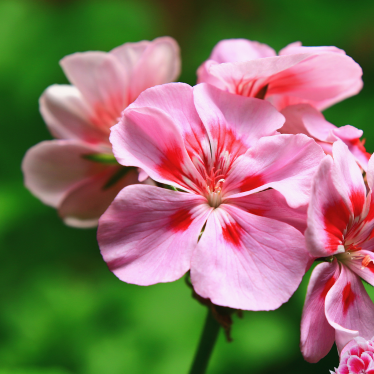 GERANIUM ESSENTIAL OIL