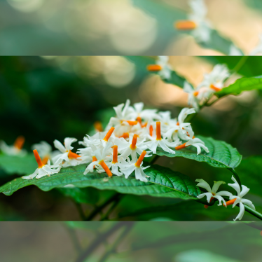 HARSHINGAR ESSENTIAL OIL