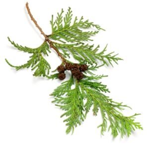 HINOKI WOOD ESSENTIAL OIL