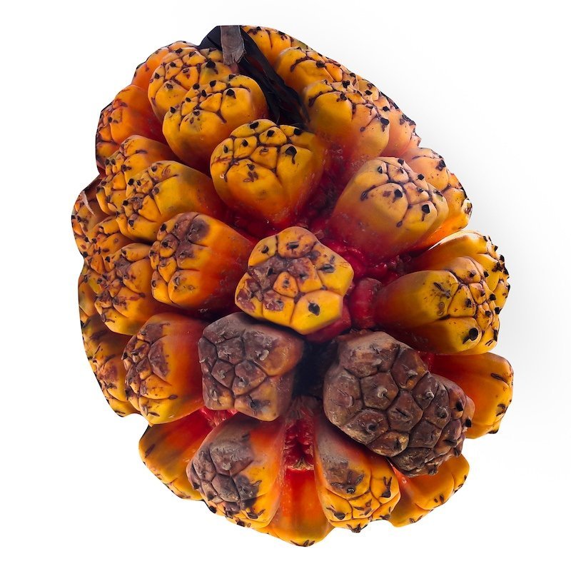 KEWRA ESSENTIAL OIL
