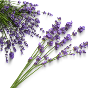 LAVANDIN ESSENTIAL OIL