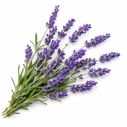LAVENDER ESSENTIAL OIL
