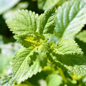 MELISSA (LEMON BALM) ESSENTIAL OIL