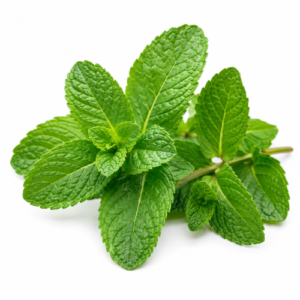MINT FRAGRANCE OIL