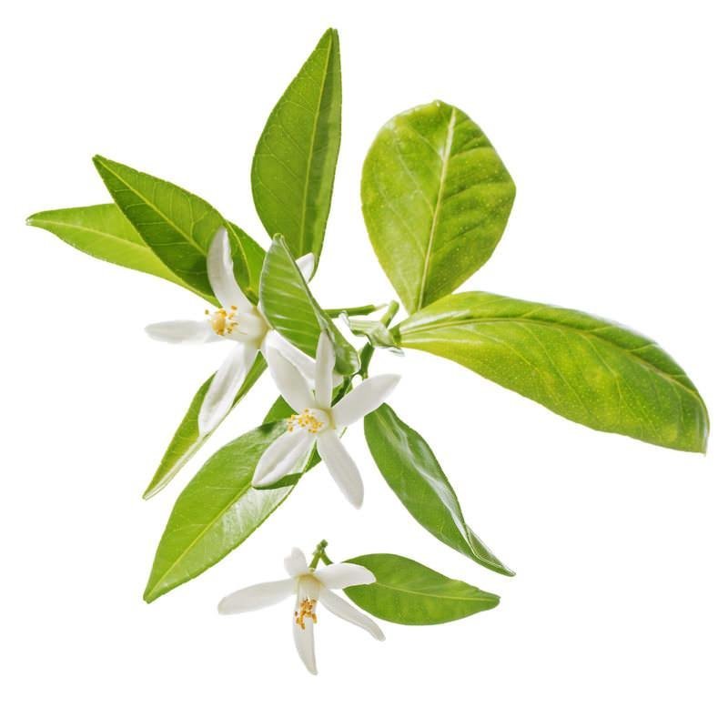 NEROLI ESSENTIAL OIL