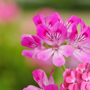 ROSE GERANIUM ESSENTIAL OIL