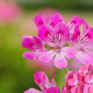 ROSE GERANIUM ESSENTIAL OIL