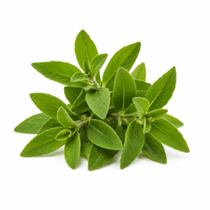 SPANISH SAGE ESSENTIAL OIL