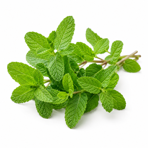 SPEARMINT ESSENTIAL OIL