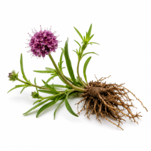 SPIKENARD (JATAMANSI) ESSENTIAL OIL (GREEN)