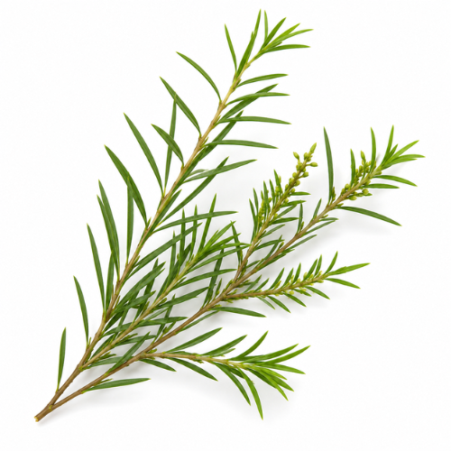 TEA TREE ESSENTIAL OIL
