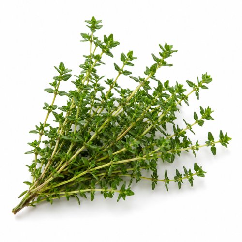 THYME ESSENTIAL OIL