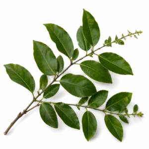 TOLU BALSAM ESSENTIAL OIL