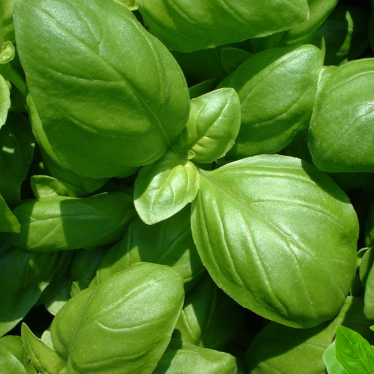 BASIL ESSENTIAL OIL