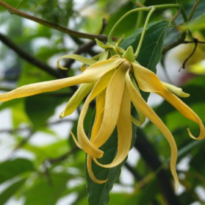 CANANGA ESSENTIAL OIL