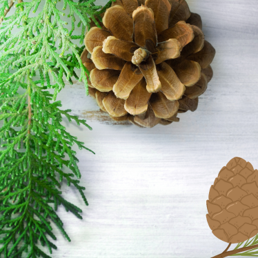 CEDARWOOD ESSENTIAL OIL HIMALAYAN