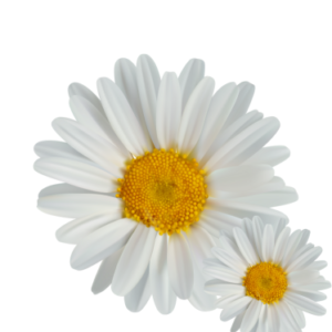 CHAMOMILE ESSENTIAL OIL (German Blue)