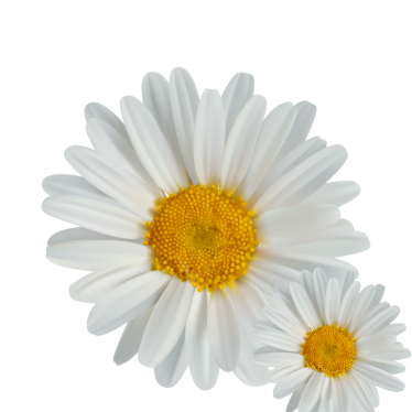 CHAMOMILE ESSENTIAL OIL (German Blue)