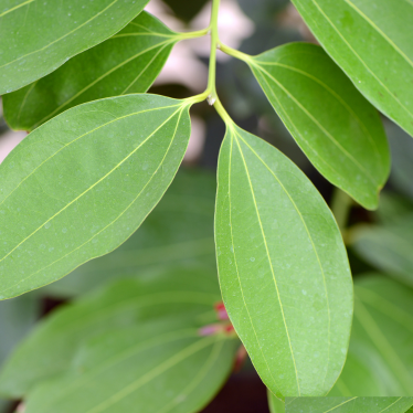 CINNAMON LEAF ESSENTIAL OIL