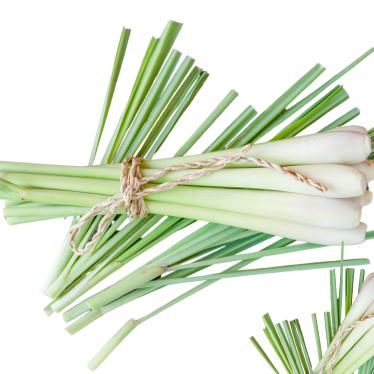 CITRONELLA ESSENTIAL OIL