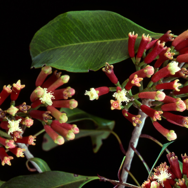 CLOVE BUD ESSENTIAL OIL