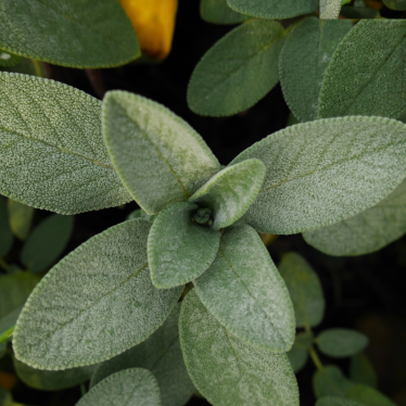 COMMON SAGE ESSENTIAL OIL
